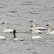 Cygnes de Bewick en Lorraine